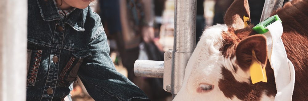 Child feeds brown calf. (Adobe Stock-#276939086 │ Chepko Danil)