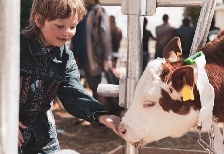 Child feeds brown calf. (Adobe Stock-#276939086 │ Chepko Danil)