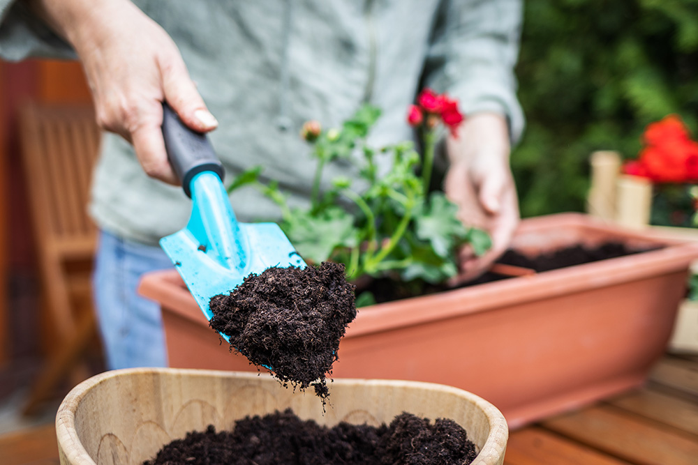 Putting soil or compost into flowerpot by shovel. (Adobe Stock-#345372698 │ encierro)
