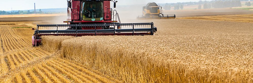 Harvesters with dust in the field are harvesting wheat. (Adobe Stock-#360455283 │ Stockadrik)