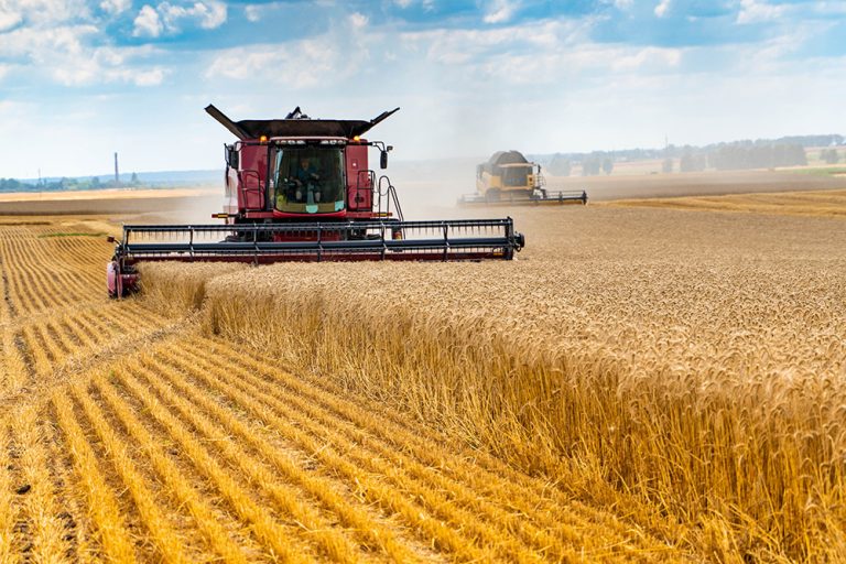 Harvesters with dust in the field are harvesting wheat. (Adobe Stock-#360455283 │ Stockadrik)