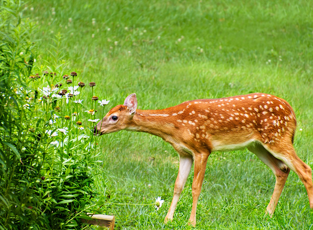 White tailed deer fawn nibbling daisy flowers in late summer garden. (Adobe Stock-#444846567 │ KQ Ferris)