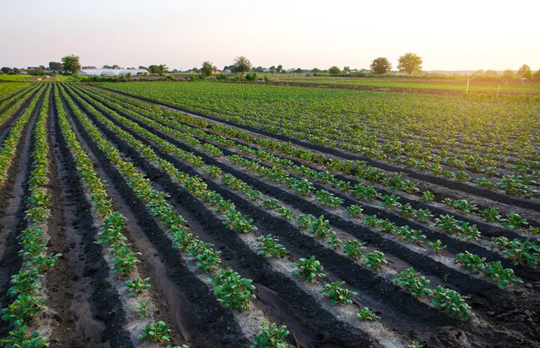 Potato plantation on the farm in the early morning sun. Organic farming. (Adobe Stock-#448416575 │ Andrii Yalanskyi)