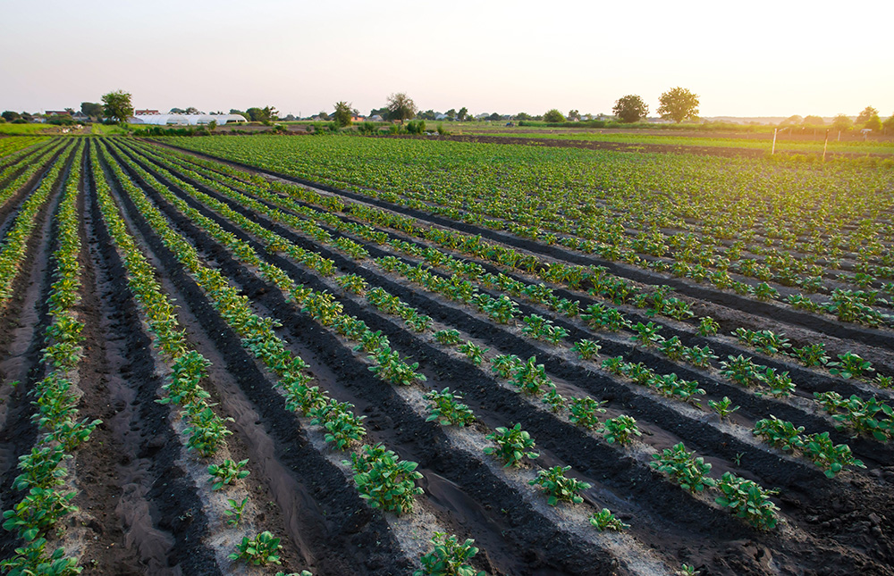 Potato plantation on the farm in the early morning sun. Organic farming. (Adobe Stock-#448416575 │ Andrii Yalanskyi)