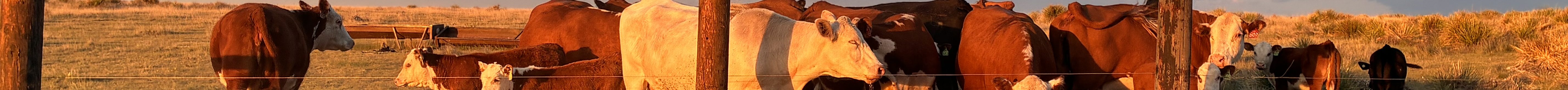 Cattle at water tank. Pasture. Livestock. Herefords.