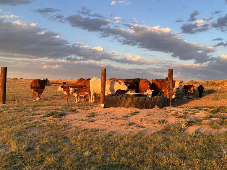 Cattle at water tank. Pasture. Livestock. Herefords.
