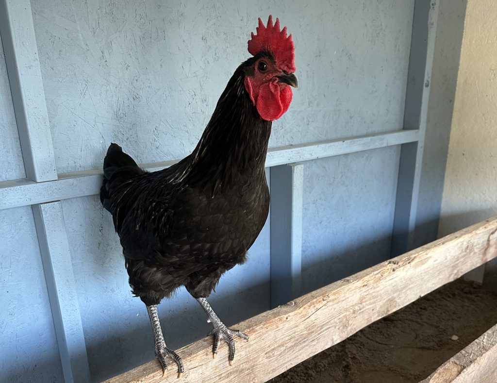 Breaking down the breed: Jersey Giant 