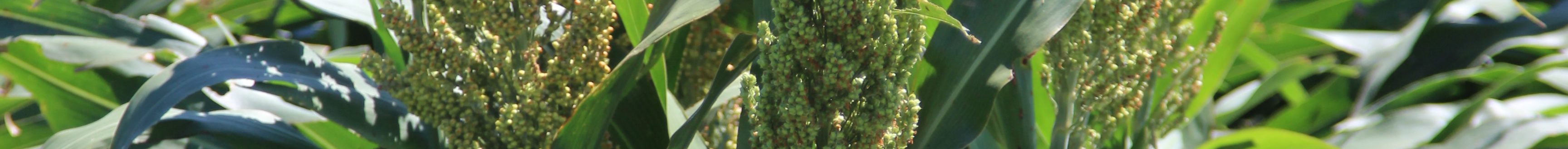 Sorghum got a big boost from the CME Group. (Journal photo by Dave Bergmeier.)