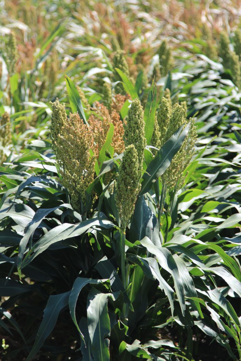 Sorghum got a big boost from the CME Group. (Journal photo by Dave Bergmeier.)