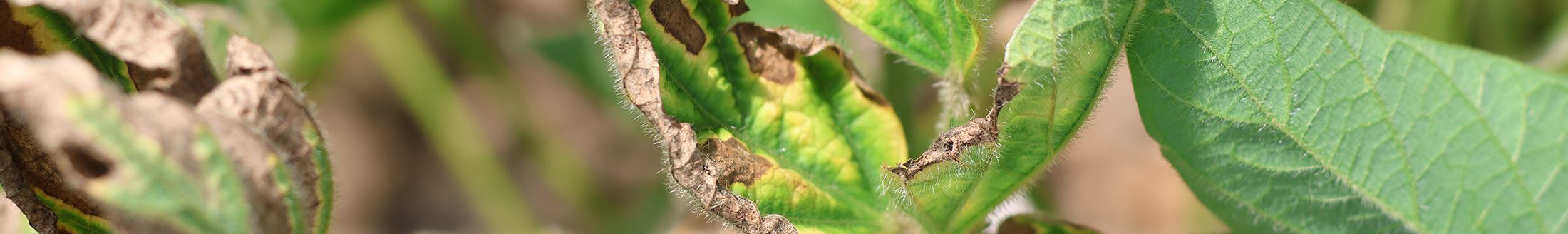 Soybean leaves may show yellow spots on upper canopy leaves. Symptoms may resemble those of sudden death syndrome. Disase typically appears in nonuniform patches within fields. (Photo courtesy of MU Extension state plant pathologist Mandy Bish.)
