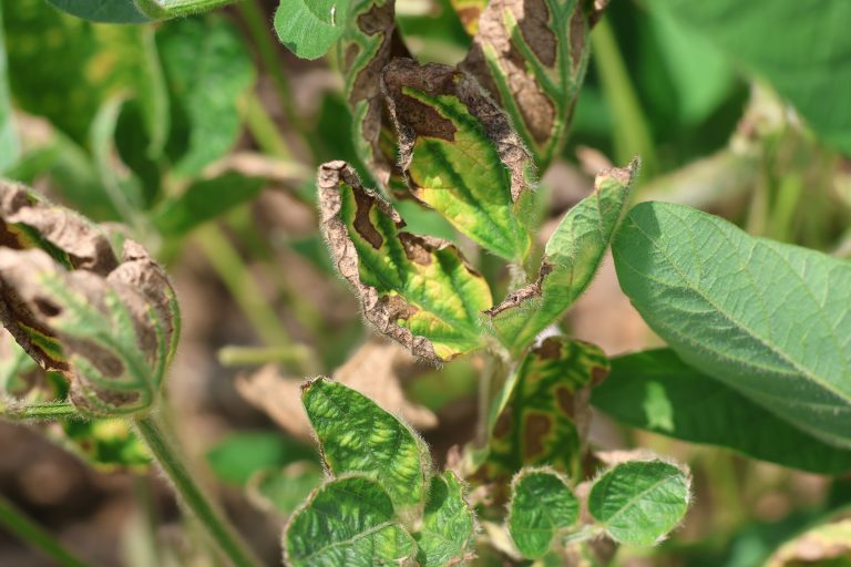 Soybean leaves may show yellow spots on upper canopy leaves. Symptoms may resemble those of sudden death syndrome. Disase typically appears in nonuniform patches within fields. (Photo courtesy of MU Extension state plant pathologist Mandy Bish.)