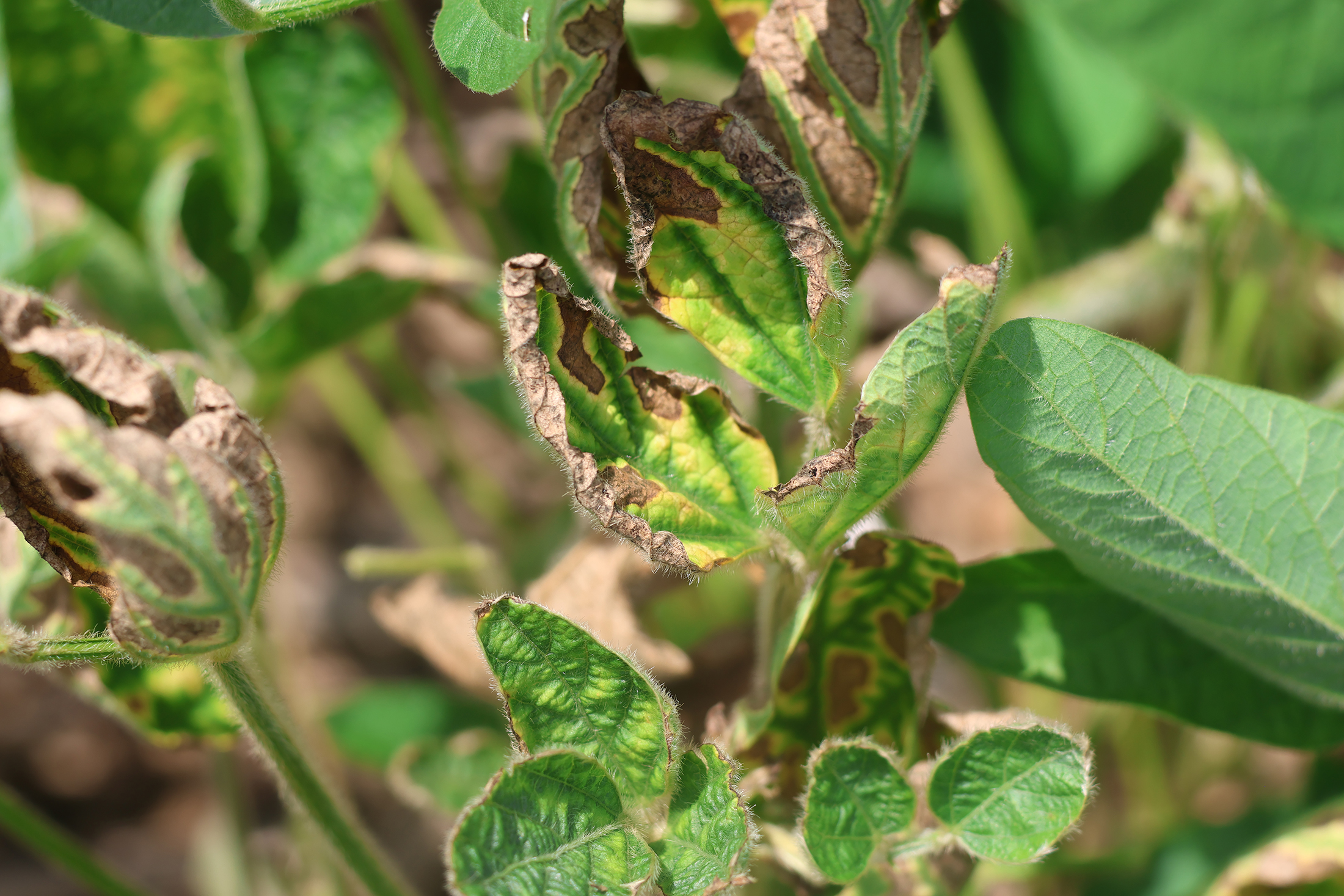Soybean leaves may show yellow spots on upper canopy leaves. Symptoms may resemble those of sudden death syndrome. Disase typically appears in nonuniform patches within fields. (Photo courtesy of MU Extension state plant pathologist Mandy Bish.)