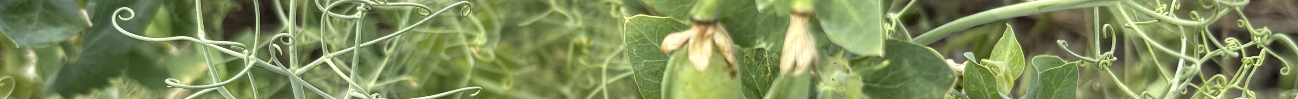 South Dakota Peas-Deadwood Farms. (Courtesy photo,)