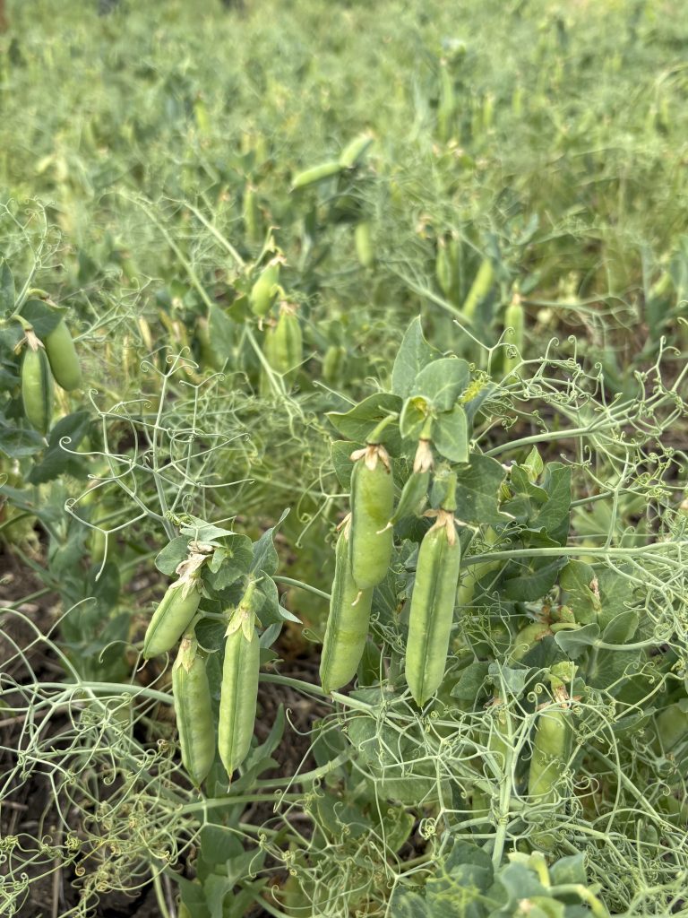 South Dakota Peas-Deadwood Farms. (Courtesy photo,)