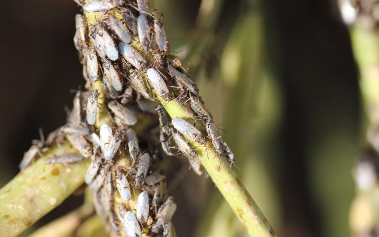 Aggregation of false chinch bugs. (Credit: Adam Varenhorst, SDSU Extension)