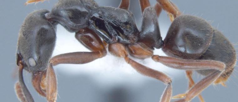 Asian needle ant. (Joe MacGown | Mississippi State University)