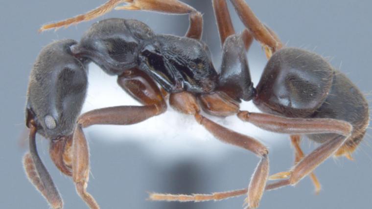 Asian needle ant. (Joe MacGown | Mississippi State University)