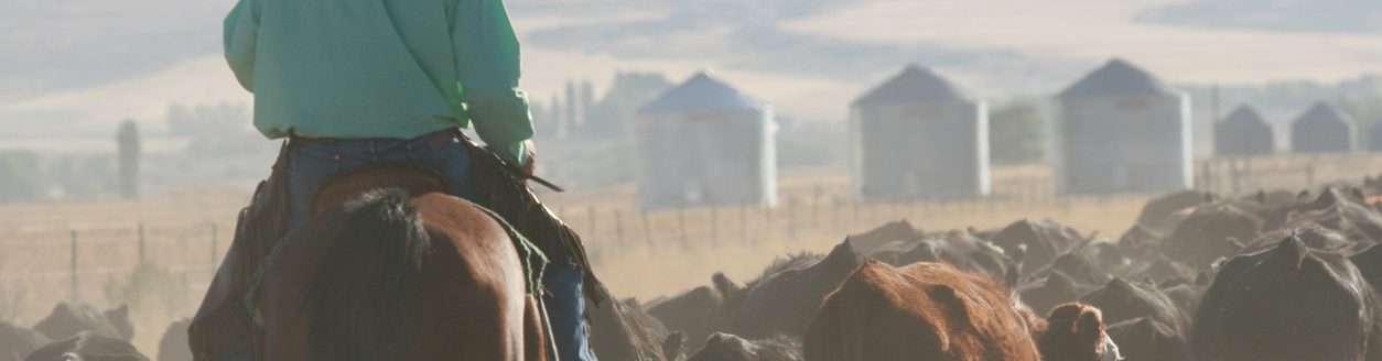 Cowboy moving a herd of cattle. (iStock-#183824417 │ BrandyTaylor)