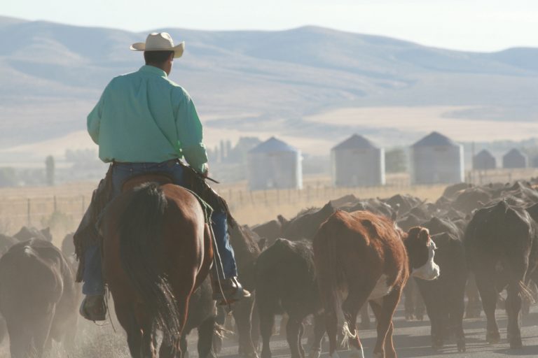 Cowboy moving a herd of cattle. (iStock-#183824417 │ BrandyTaylor)
