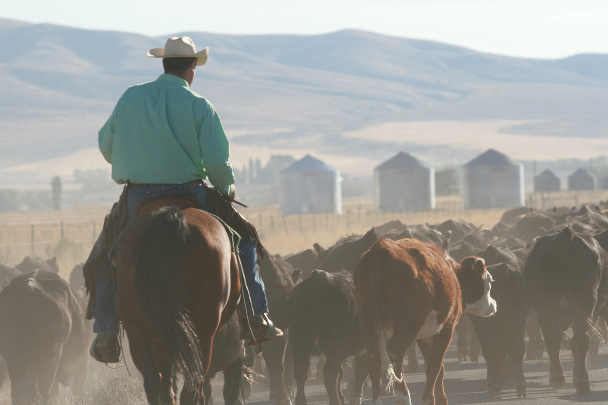 Cowboy moving a herd of cattle. (iStock-#183824417 │ BrandyTaylor)