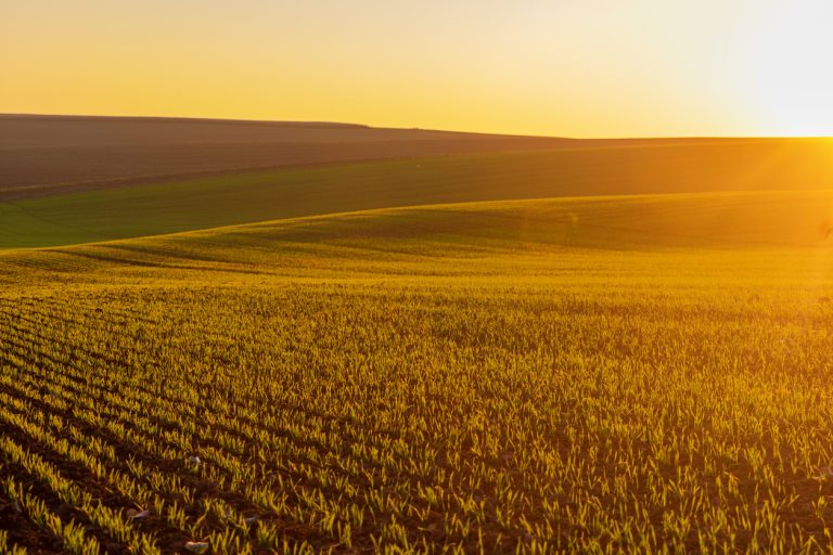 Winter wheat on the background of the evening sunny sky. (iStock-#2185077060 │ Maksym Bulatov)