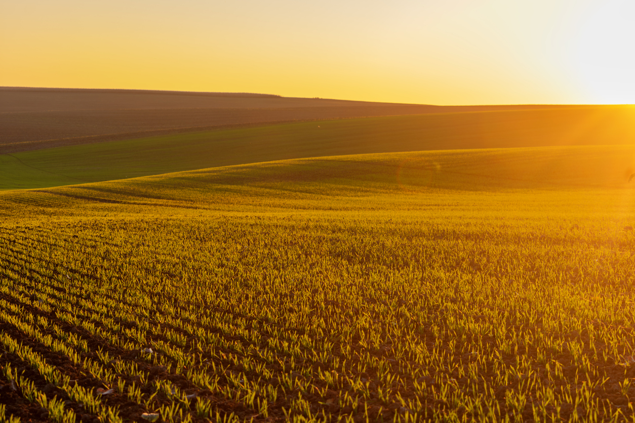 Winter wheat on the background of the evening sunny sky. (iStock-#2185077060 │ Maksym Bulatov)