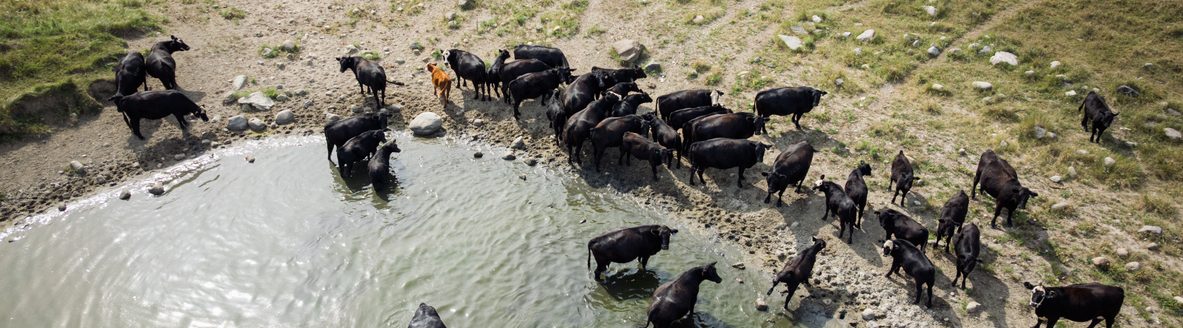 Beef cattle in South Dakota beat the summer sun next to a man made pool while taking break from grazing in the pasture. (iStock-#2251402213 │ RyanJLane)