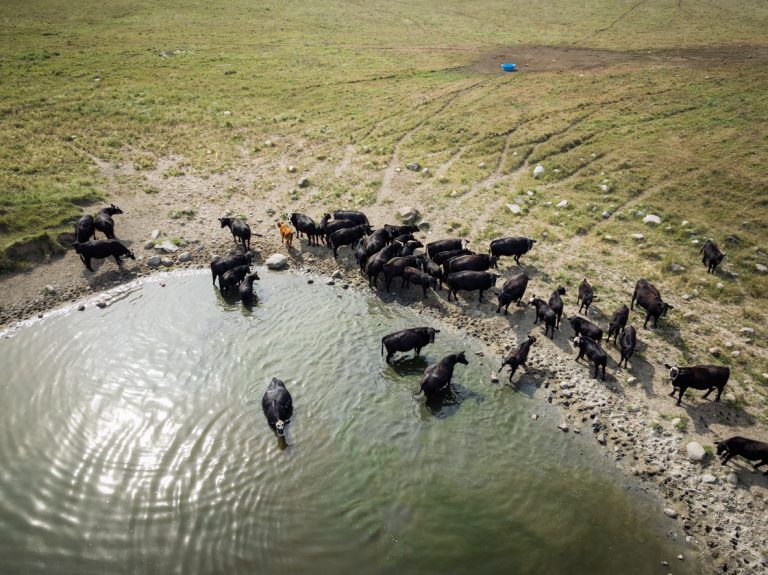Beef cattle in South Dakota beat the summer sun next to a man made pool while taking break from grazing in the pasture. (iStock-#2251402213 │ RyanJLane)