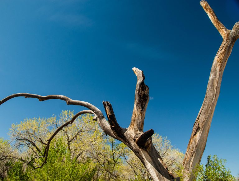 Dead tree at the Rio Grande, New Mexico. (iStock-#475886386 │ Jared_campbell)
