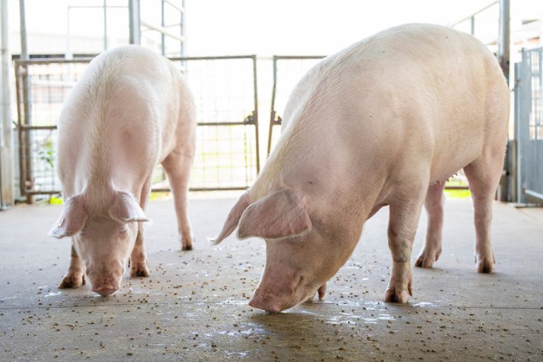 Steady pork production and lower input costs have led to profits for producers and lower prices overall for consumers. (Michael Miller/Texas A&M AgriLife)