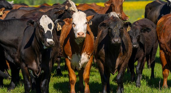Beef cattle prices have not reached a ceiling, according to a Texas A&M AgriLife Extension Service beef economist. (Michael Miller/Texas A&M AgriLife)