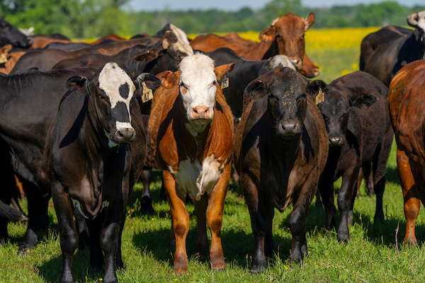 Beef cattle prices have not reached a ceiling, according to a Texas A&M AgriLife Extension Service beef economist. (Michael Miller/Texas A&M AgriLife)