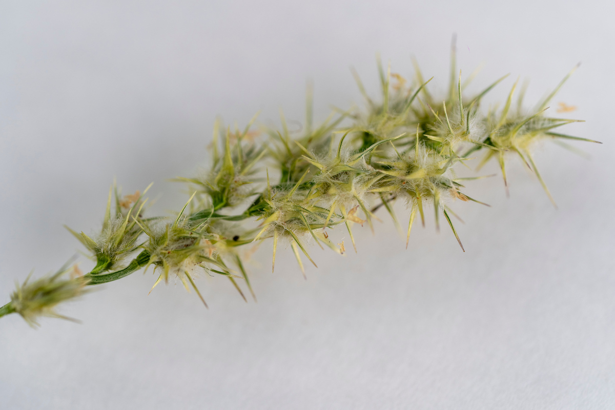 Sandburs are nasty little weed seed pods with sharp spines. Ridding your lawn of them takes some time and effort, but it can save you some real pain around the house. (Michael Miller/Texas A&M AgriLife)