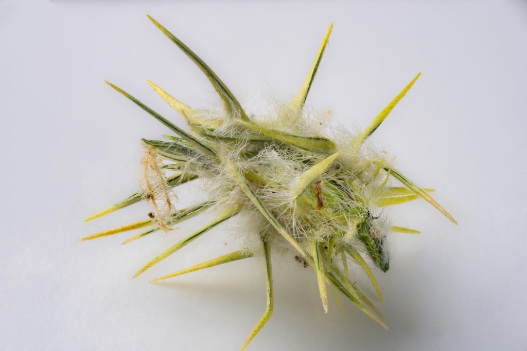 Sandburs prefer poor soils, so the best long-term defense against them is a heathy, happy lawn. Start with a soil test and follow its recommendations for pH and nutrient levels. (Michael Miller/Texas A&M AgriLife)