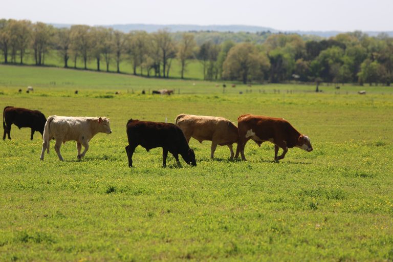 GRAZING — Part of a herd grazing at the Livestock and Forestry Station in Batesville, Arkansas. Taken April 16 2019. (U of A System Division of Agriculture photo y Mary Hightower)