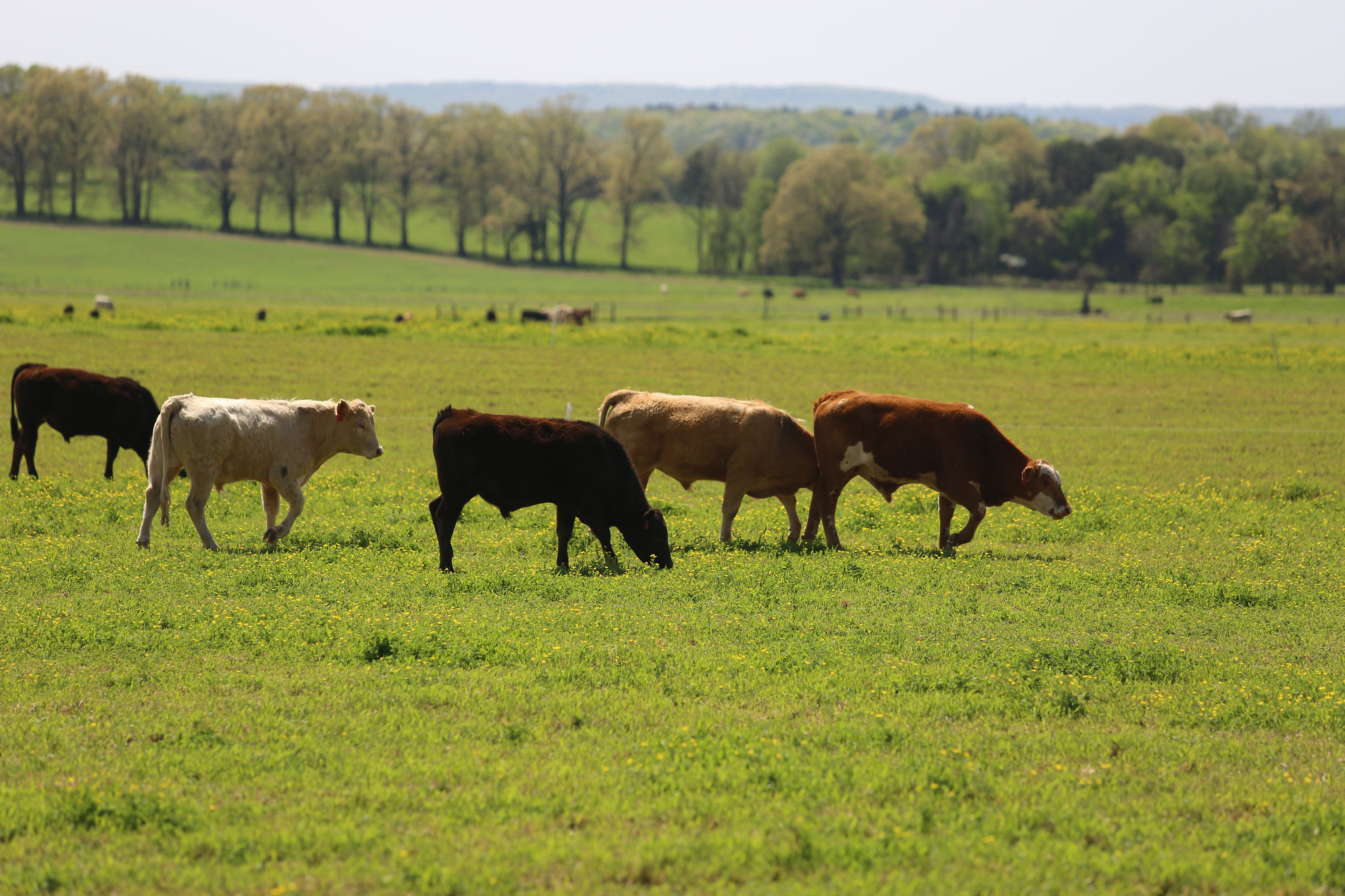 GRAZING — Part of a herd grazing at the Livestock and Forestry Station in Batesville, Arkansas. Taken April 16 2019. (U of A System Division of Agriculture photo y Mary Hightower)