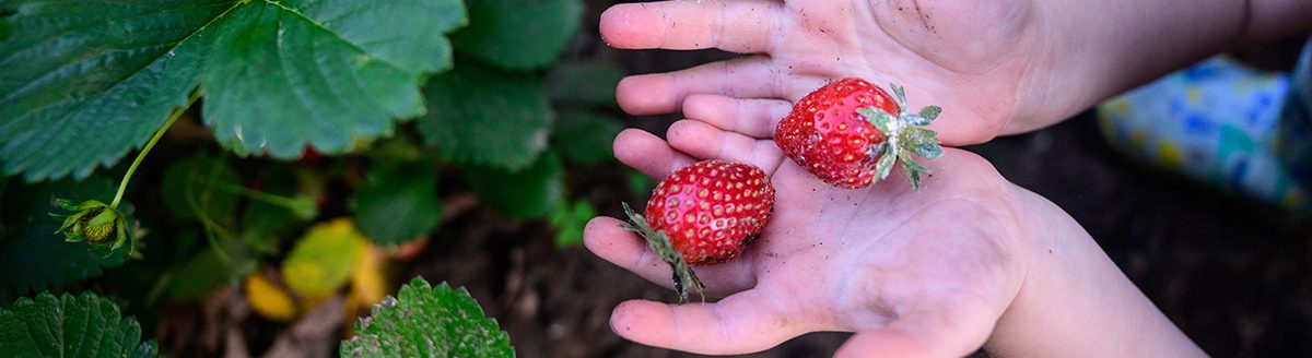 Tiny hands holding strawberries in strawberry patch with green leaves. (Adobe Stock-#1198172203 │ Schaefer Photography)