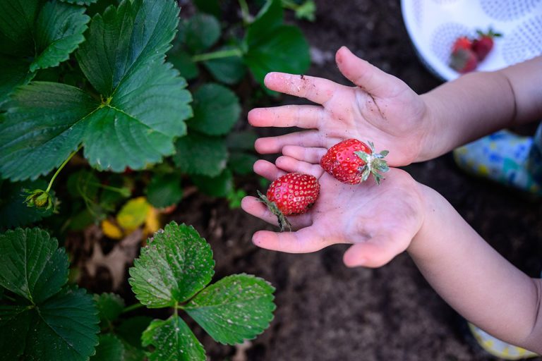 Tiny hands holding strawberries in strawberry patch with green leaves. (Adobe Stock-#1198172203 │ Schaefer Photography)