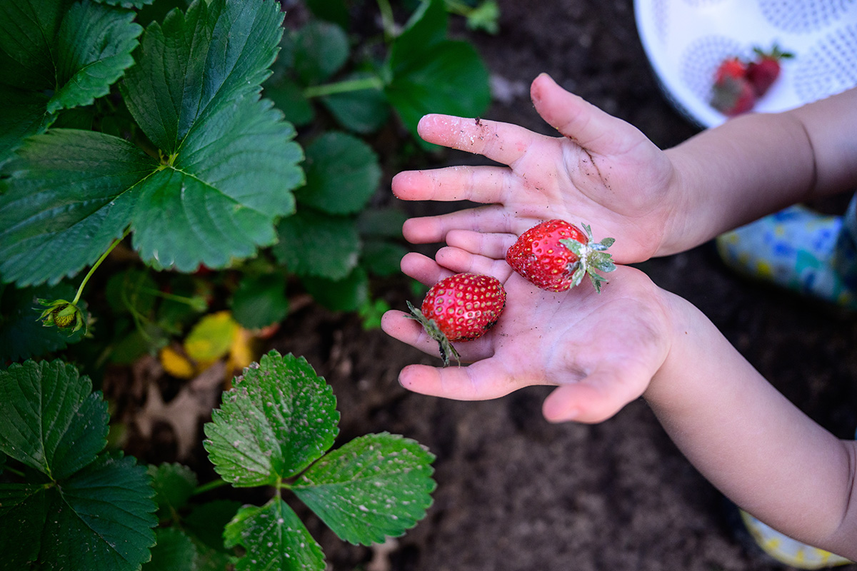 Tiny hands holding strawberries in strawberry patch with green leaves. (Adobe Stock-#1198172203 │ Schaefer Photography)