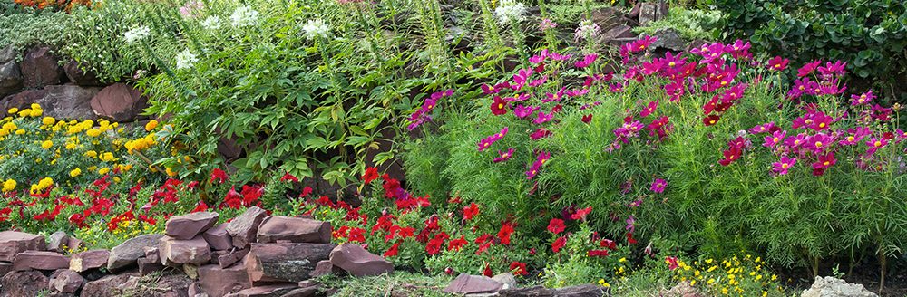 Colorful flower in the garden. (Adobe Stock-#124137630 │ aopsan)