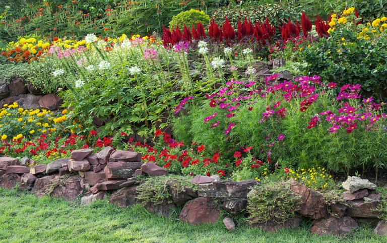 Colorful flower in the garden. (Adobe Stock-#124137630 │ aopsan)