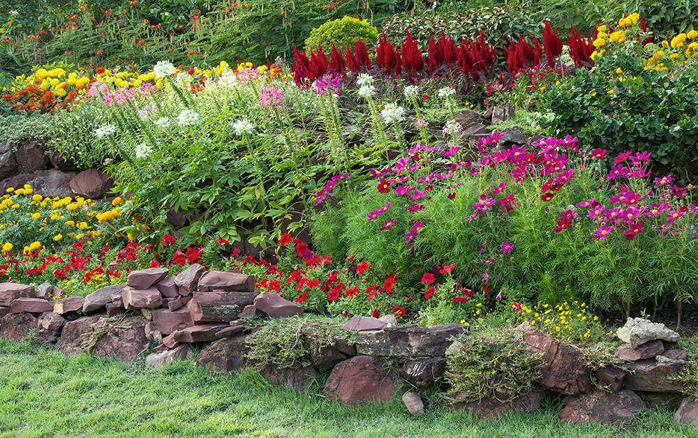 Colorful flower in the garden. (Adobe Stock-#124137630 │ aopsan)
