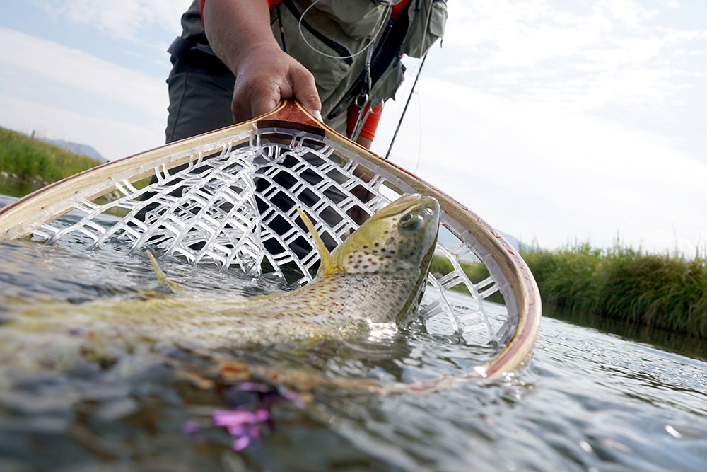 Brown trout being caught in fishing net. (Adobe Stock-#175563553 │ goodluz)