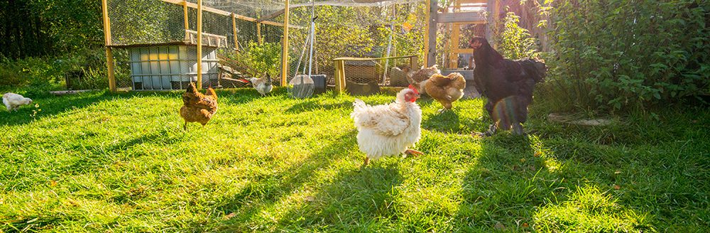 Happy chicken outside their pen. (Adobe Stock-#377708182 │ Trygve)