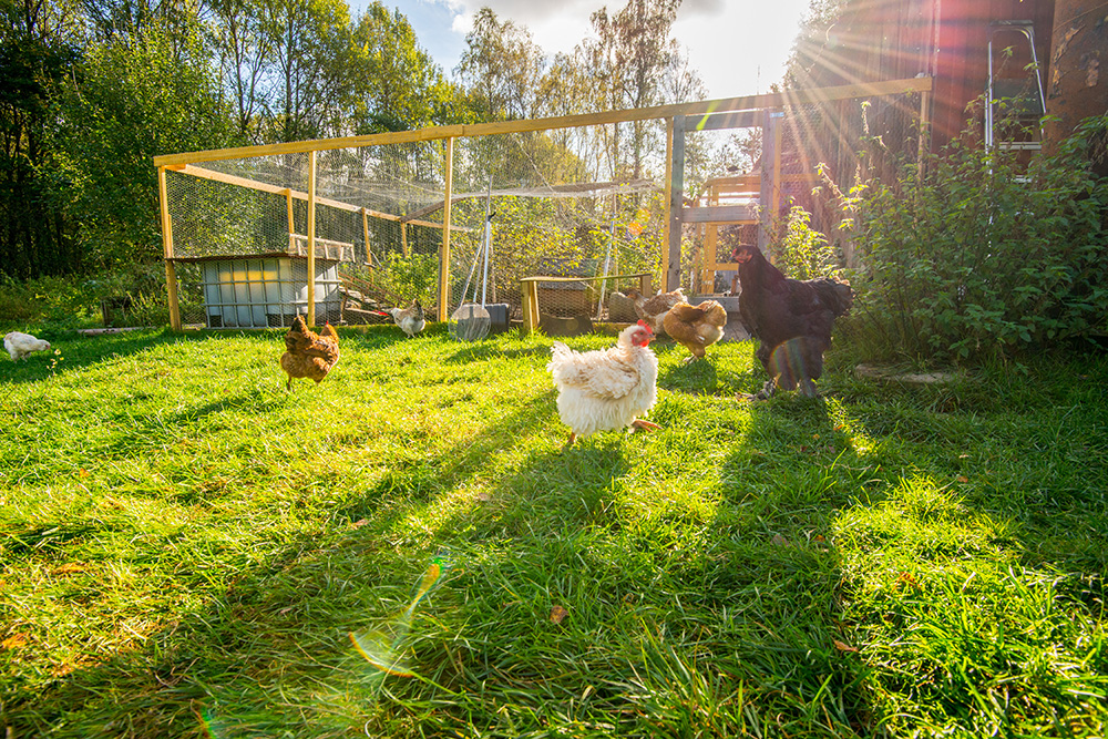 Happy chicken outside their pen. (Adobe Stock-#377708182 │ Trygve)