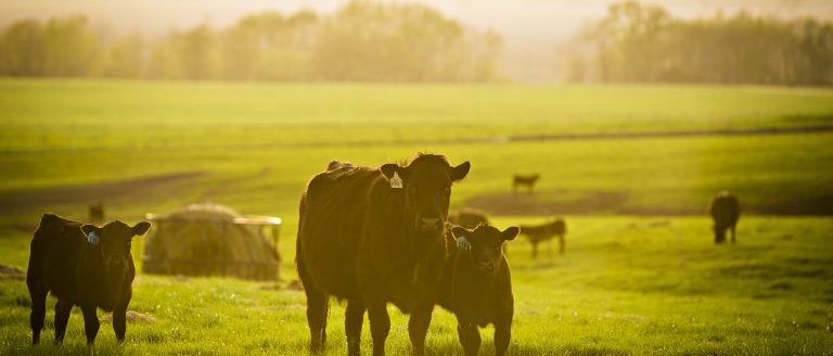 Cattle grazing at the Thompson Research Center near Spickard, Missouri. The center is owned and operated by Mizzou's College of Agriculture, Food and Natural Resources. Photo by Kyle Spradley (Courtesy of the University of Missouri)