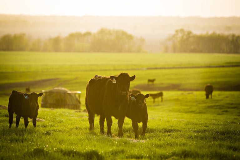 Cattle grazing at the Thompson Research Center near Spickard, Missouri. The center is owned and operated by Mizzou's College of Agriculture, Food and Natural Resources. Photo by Kyle Spradley (Courtesy of the University of Missouri)