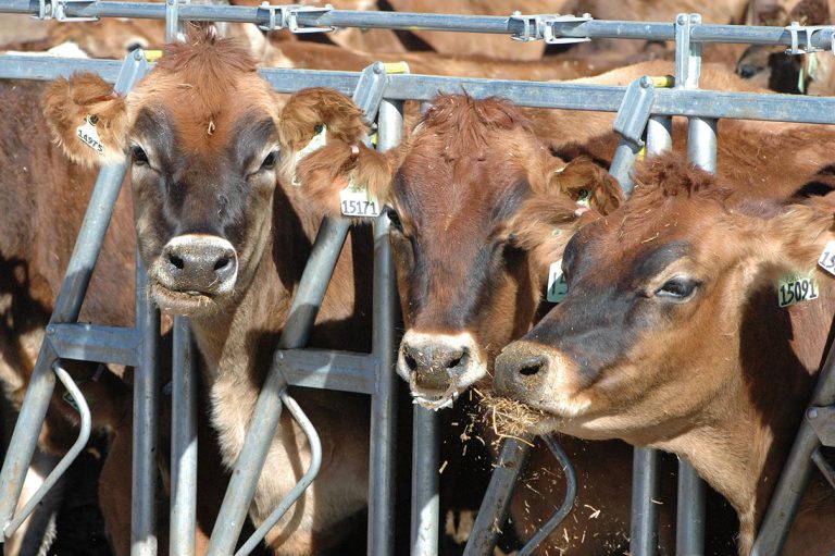 The Texas A&M AgriLife Extension Service and Full Circle Jersey Dairy will host Southwest Dairy Day on Sept. 2 in Dalhart. (Kay Ledbetter/Texas A&M AgriLife)