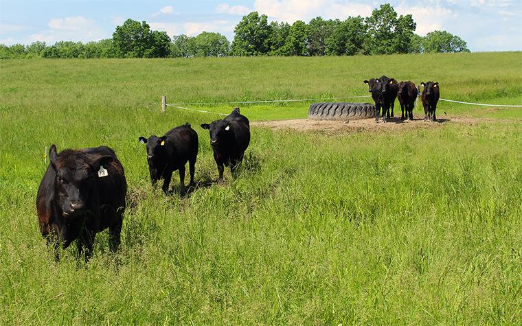 Cattle. (Photo by Linda Geist - University of Missouri Extension)