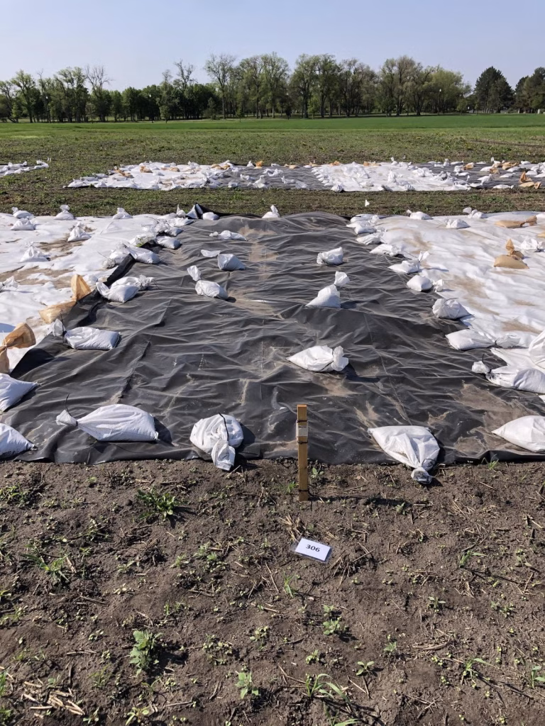 Opaque tarps are seen on a research plot at the specialty crop field on SDSU’s campus in Brookings. (South Dakota State University Extension)